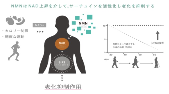 NMN（ニコチンアミド・モノ・ヌクレオチド）点滴療法